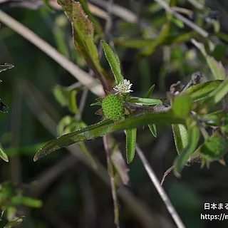 タカサブロウ（実・種子）の写真