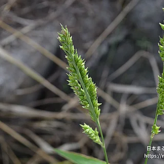 ヒメイヌビエの写真