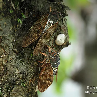 アブラゼミ（成虫）の写真