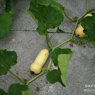 バターナッツカボチャの写真