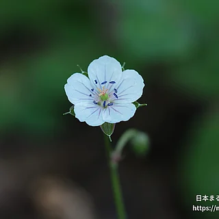 ゲンノショウコ（花）の写真