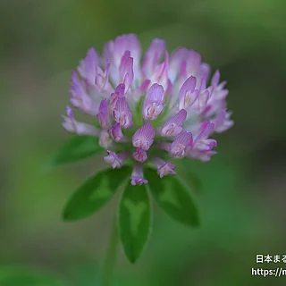 ムラサキツメクサの写真