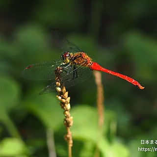 マユタテアカネ（成虫）の写真