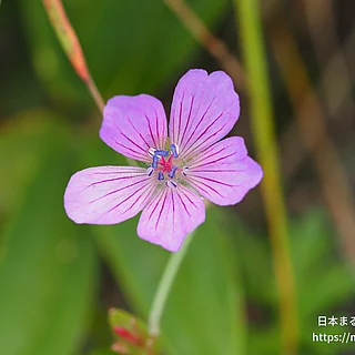 ハクサンフウロ（花）の写真