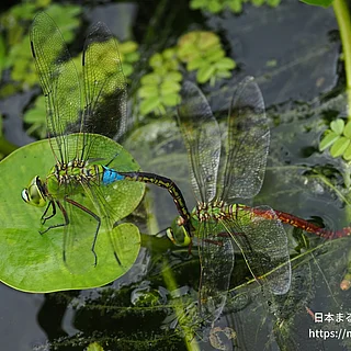 ギンヤンマ（成虫）の写真