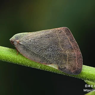チュウゴクアミガサハゴロモ（成虫）の写真