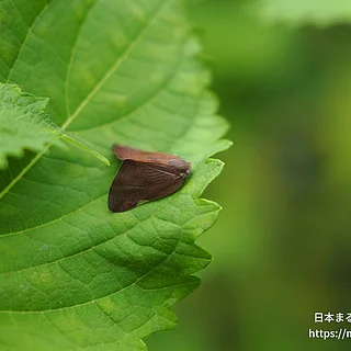 チュウゴクアミガサハゴロモ（成虫）の写真