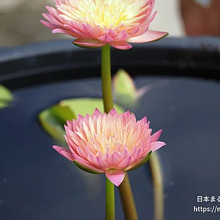 ハッサバディン（花）の写真