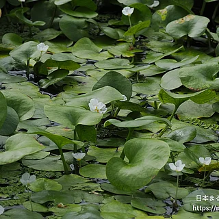 トチカガミ（花）の写真