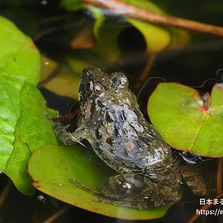 ヌマガエル（成体）の写真