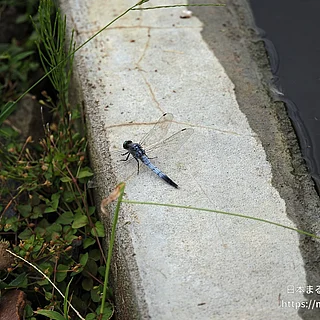シオカラトンボ（成虫）の写真