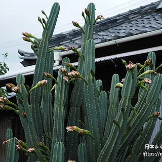 キメンカク（花）の写真