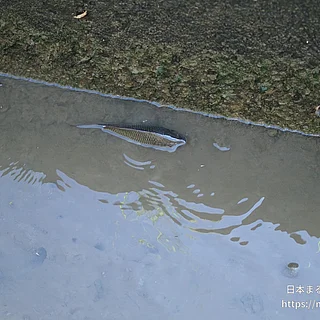 コイ（幼体）の写真