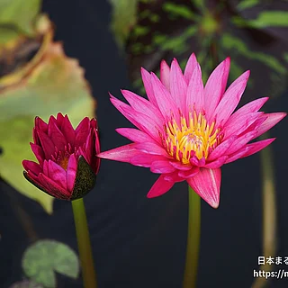 ホットピンク（花）の写真