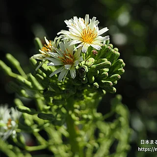 アキノノゲシ（花）の写真