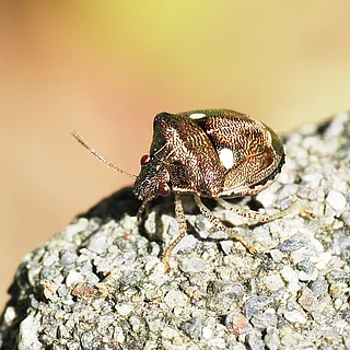 ムラサキシラホシカメムシ（成虫）の写真
