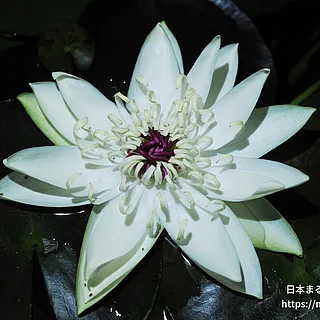 ペループエルトマルドナード（花）の写真