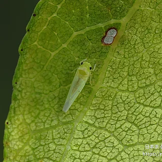 モモヒメヨコバイ（成虫）の写真