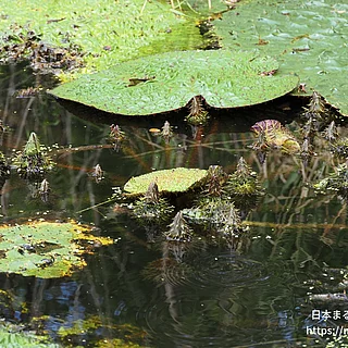 オニバスの写真