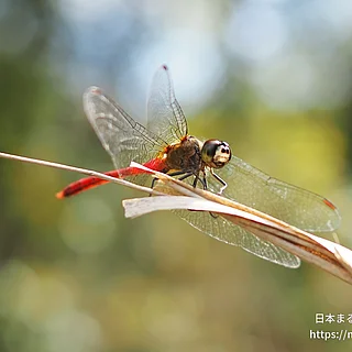 マユタテアカネ（成虫）の写真