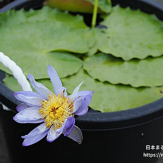 ブルーギガンティア（花）の写真