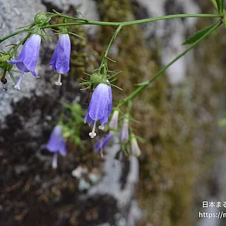 ツリガネニンジン（花）の写真