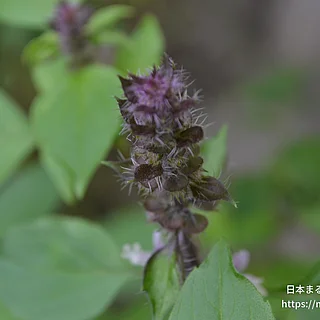 カミメボウキの写真