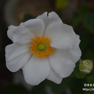 シュウメイギクの写真
