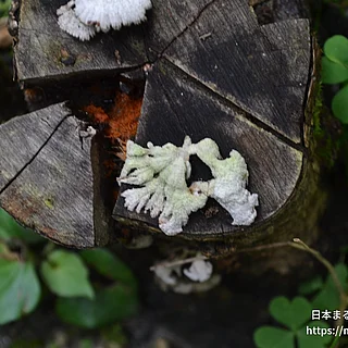 スエヒロタケ（花・実以外）の写真