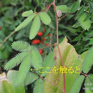 オジギソウの写真