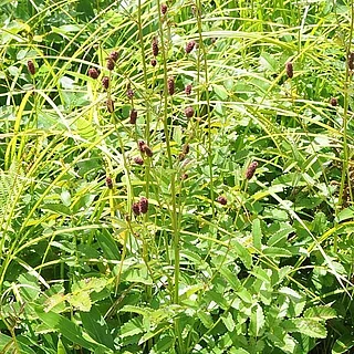 ミヤマワレモコウ（花）の写真