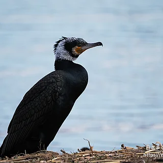 カワウの写真