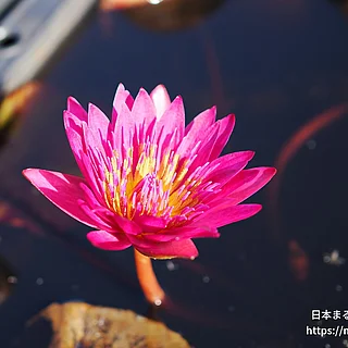ドリスホルトの写真