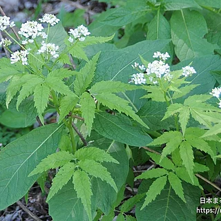 コンロンソウ（花）の写真