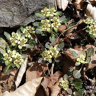 ヨゴレネコノメ（花）の写真