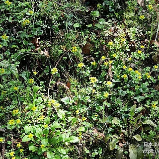 コガネネコノメ（花）の写真
