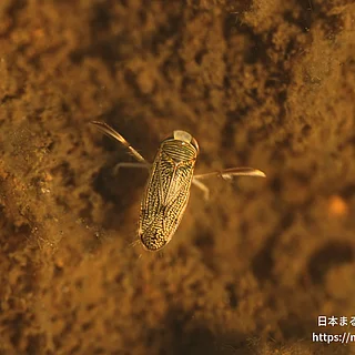 エサキコミズムシ（成虫）の写真