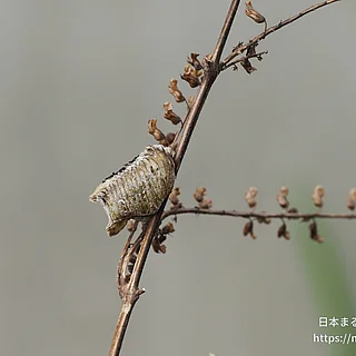 ムネアカハラビロカマキリの写真