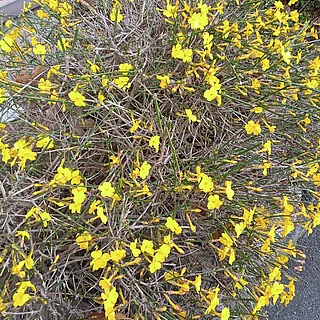 オウバイ（花）の写真