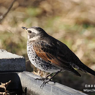 ツグミの写真