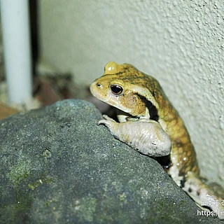 アズマヒキガエル（成体）の写真