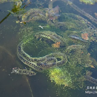 アズマヒキガエルの写真