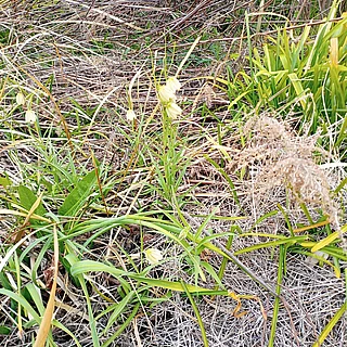アミガサユリ（花）の写真