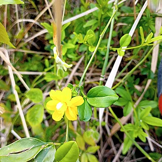 オウバイモドキ（花）の写真