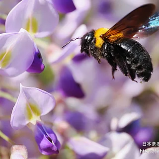クマバチ属の写真