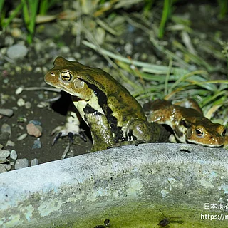 アズマヒキガエル（成体）の写真