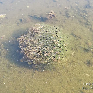 ヤマアカガエルの写真