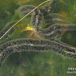 アズマヒキガエルの写真