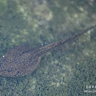 ヤマアカガエル（幼体）の写真