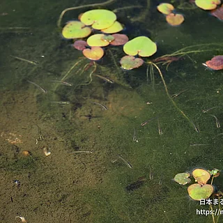 ミナミメダカの写真